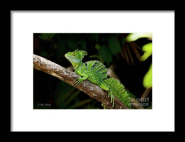 Costa Rica Framed Print featuring the photograph Lizard on a Stick by Sue Karski