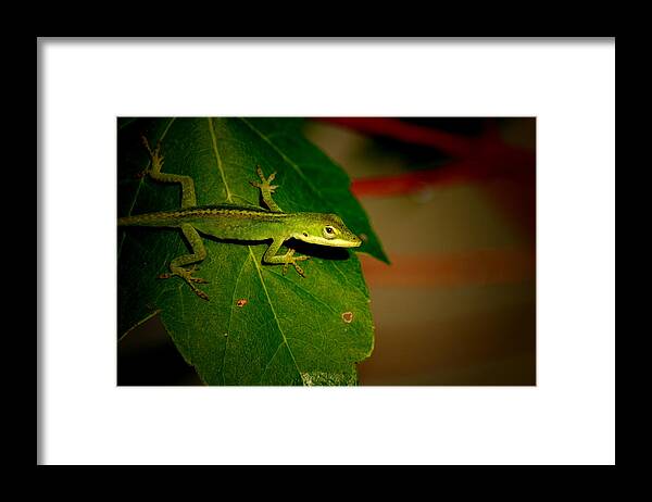 Reptile Framed Print featuring the photograph Lizard Portrait by David Weeks