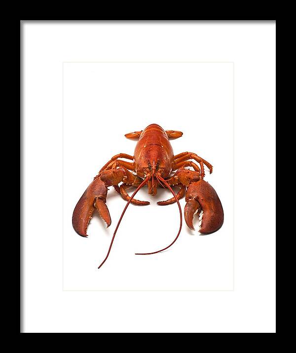Lobster Framed Print featuring the photograph Lobster by David Nunuk