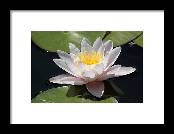 Balboa Framed Print featuring the photograph Lone Bloom by Steve Parr