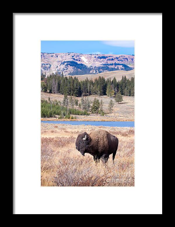Buffalo Framed Print featuring the digital art Lone Buffalo by Cindy Singleton