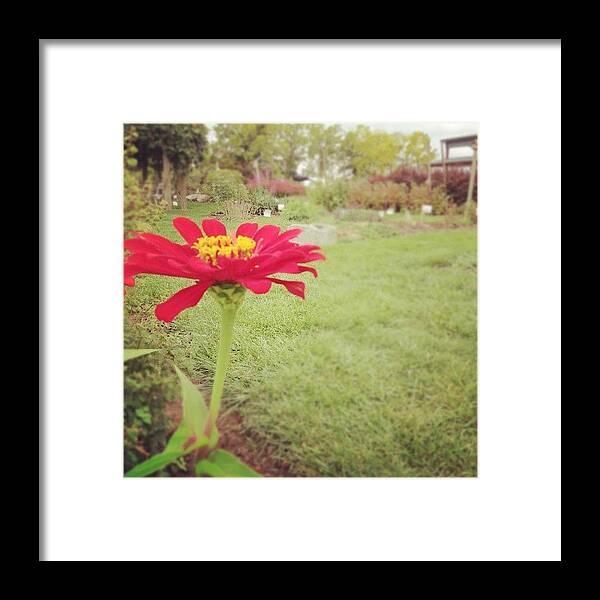 Plant Framed Print featuring the photograph Lone Ranger. #garden #flower #daisy by Jenna Luehrsen
