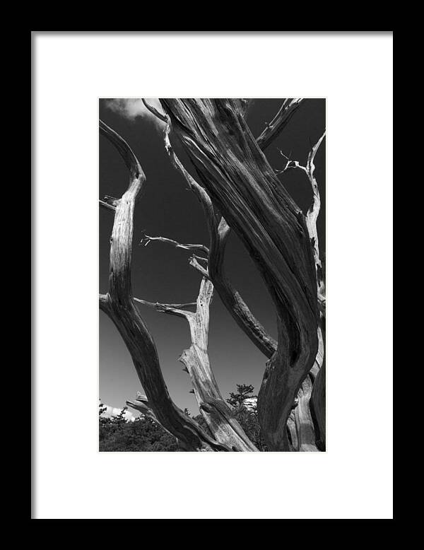 Black Framed Print featuring the photograph Lone Tree by David Gleeson