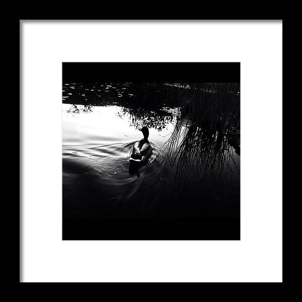 Duck Framed Print featuring the photograph Lonely Duck. by Cesar Balbuena