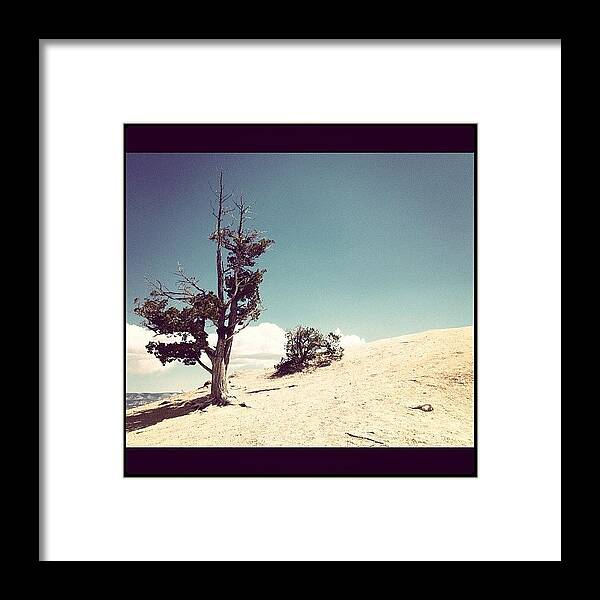 Alone Framed Print featuring the photograph Lonely tree by Isabel Poulin