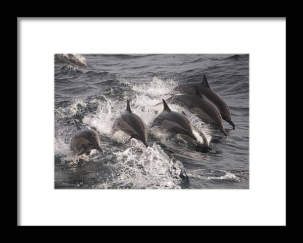 00429255 Framed Print featuring the photograph Longbeaked Common Dolphins Jumping Baja by Flip Nicklin