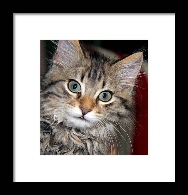 Kitty Framed Print featuring the photograph Look at Me by Joe Myeress