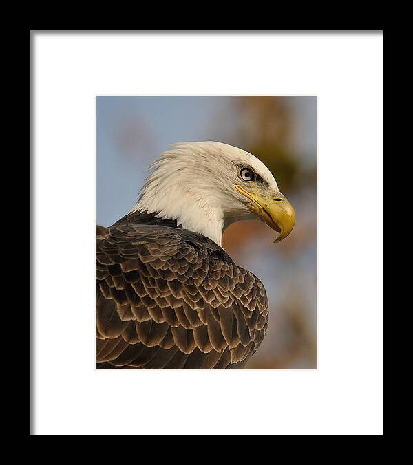 Bald Eagle Framed Print featuring the photograph Looking by Craig Leaper