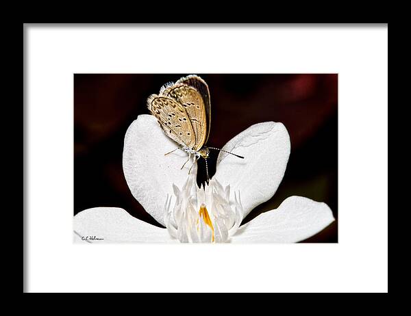 Butterfly Framed Print featuring the photograph Looking for a Snack by Christopher Holmes