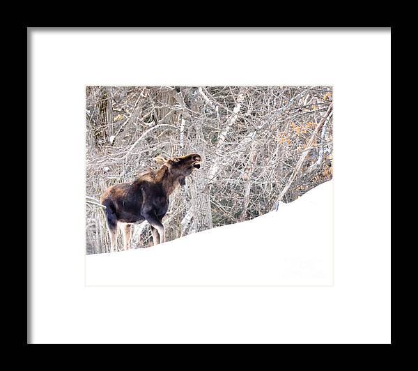 Moose Framed Print featuring the photograph Looking for Supper by Cheryl Baxter