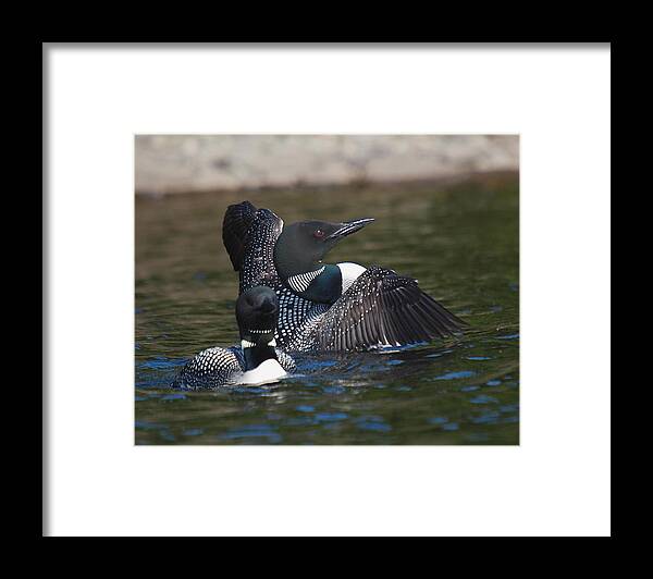 Loon Framed Print featuring the photograph Loon by Peter Gray