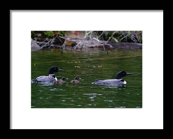 Loons Framed Print featuring the photograph Loons with Twins by Steven Clipperton
