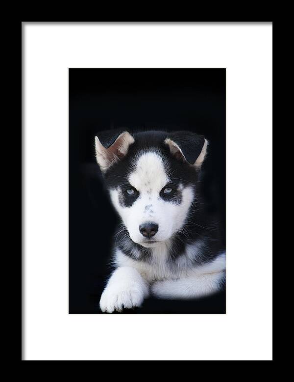 Lop Eared Framed Print featuring the photograph Lop Eared Siberian Husky Puppy by Kathy Clark