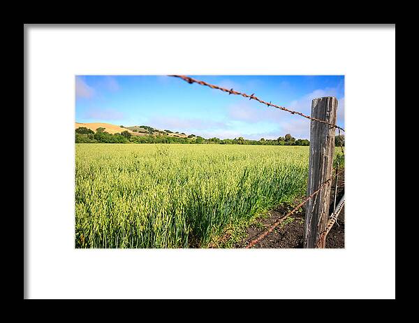 Hay Field Framed Print featuring the photograph Los Olivos Hay Field by Dina Calvarese