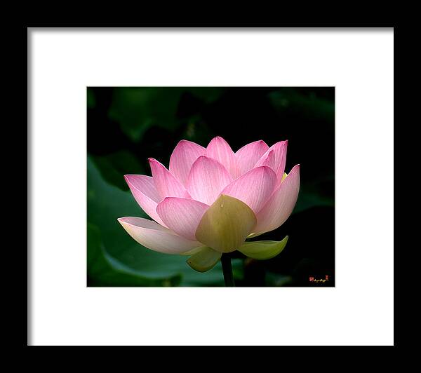 Nature Framed Print featuring the photograph Lotus Beauty--Blushing DL003 by Gerry Gantt
