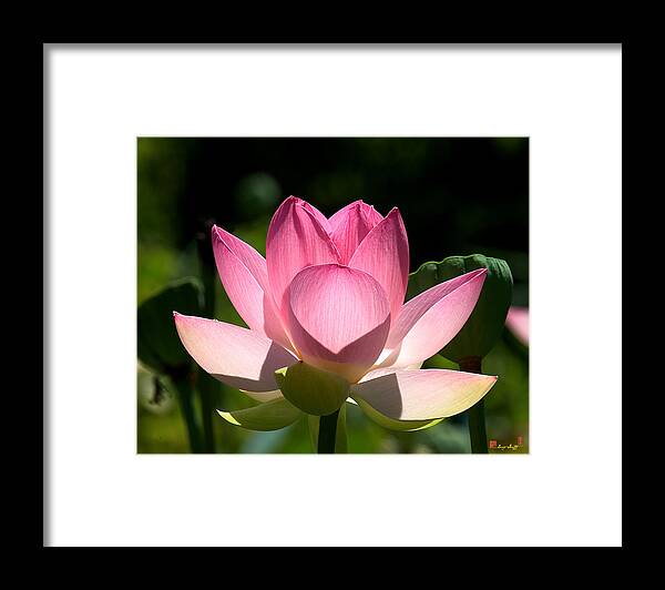 Nature Framed Print featuring the photograph Lotus Beauty--Radiant Beauty DL011 by Gerry Gantt