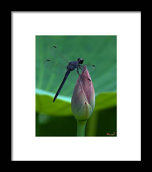 Nature Framed Print featuring the photograph Lotus Bud and Slatey Skimmer Dragonfly DL072 by Gerry Gantt