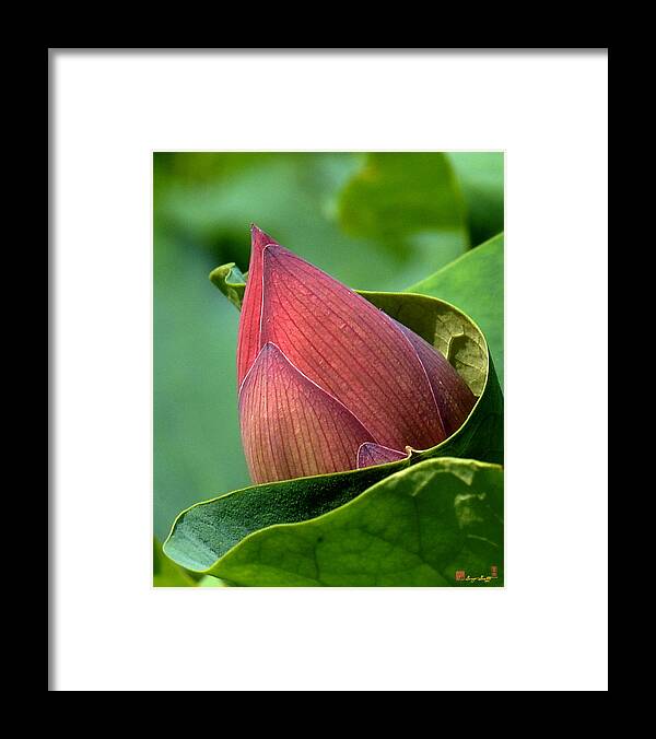 Nature Framed Print featuring the photograph Lotus Bud--Bud in a Blanket DL049 by Gerry Gantt