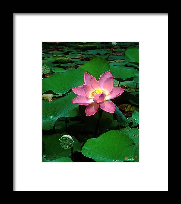 Nature Framed Print featuring the photograph Lotus Flower and Capsule 24A by Gerry Gantt