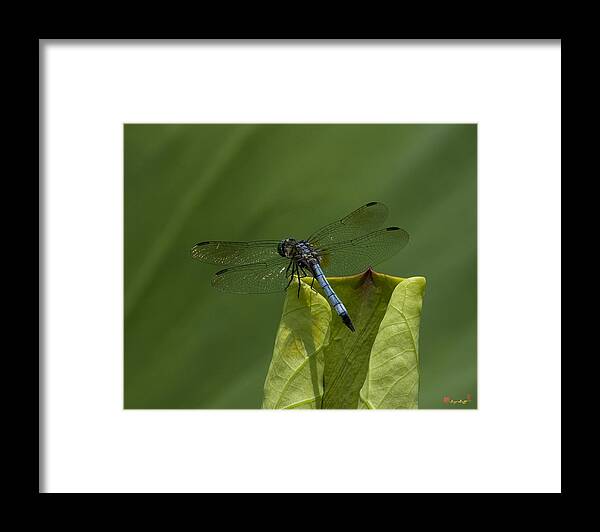 Nature Framed Print featuring the photograph Lotus Leaf and Blue Dasher Dragonfly DL058 by Gerry Gantt