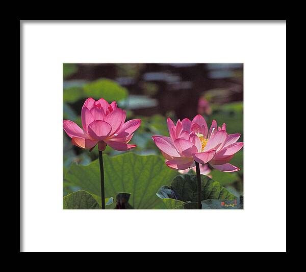 Nature Framed Print featuring the photograph Lotus Pair 24M by Gerry Gantt