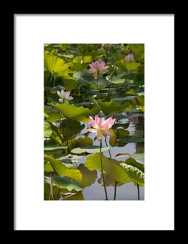 Vertical Framed Print featuring the photograph Lotus Standing Tall by Dina Calvarese