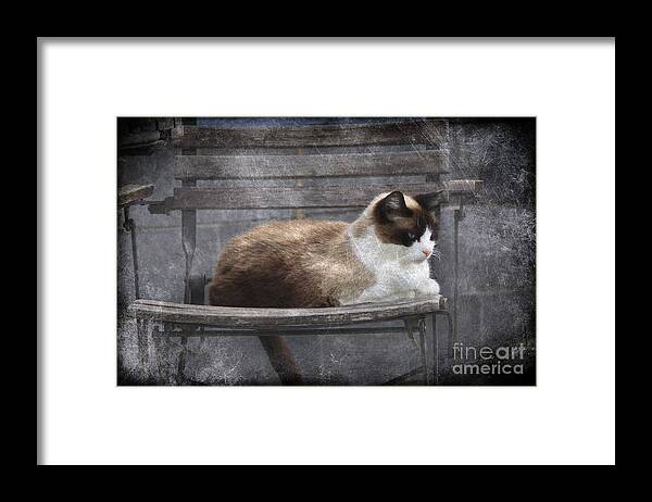 Cat Framed Print featuring the photograph Lounge Cat by Sari Sauls
