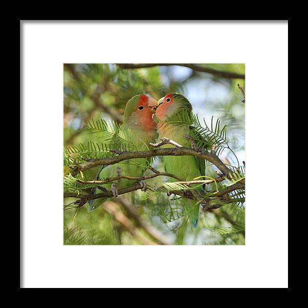 Rosy-faced Lovebird (agapornis Roseicollis) Framed Print featuring the photograph Love birds by Christian Heeb