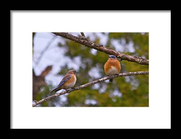 Birds Framed Print featuring the photograph Love Birds by Mike Flake