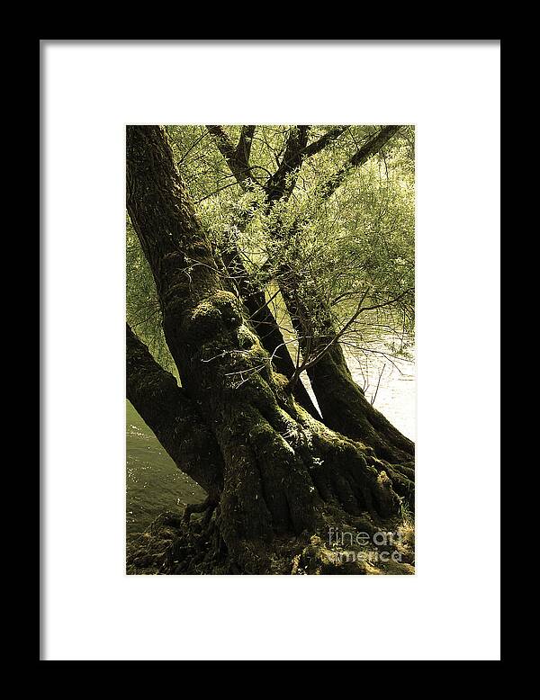 Photograph Framed Print featuring the photograph Love On A Tree by Bruno Santoro