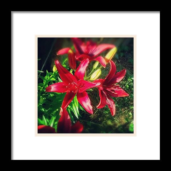 Beautiful Framed Print featuring the photograph Love #red #lily #flowers In My #backyard by Natalia D