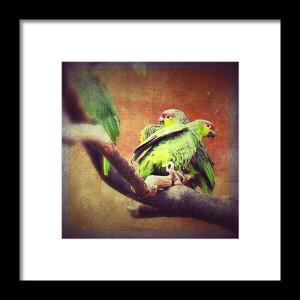 Cute Framed Print featuring the photograph Lovebirds by Linandara Linandara