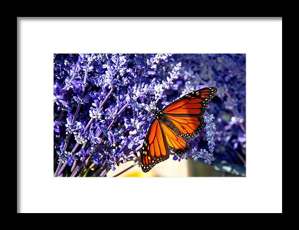 Butterfly Framed Print featuring the photograph Lovely Lavender by Cathy Kovarik