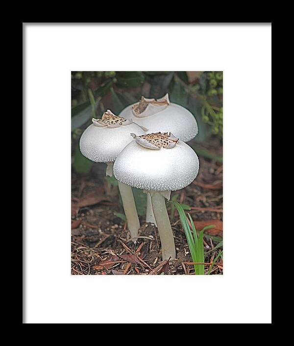 Mushrooms Framed Print featuring the photograph Lovely Trio by Jeanne Juhos