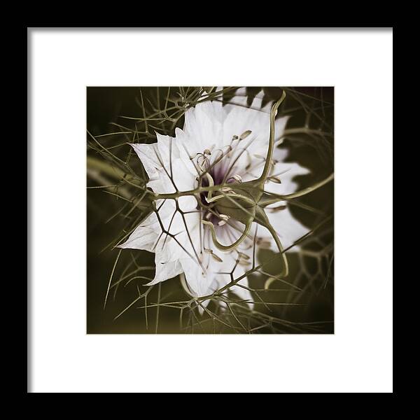 Flower Framed Print featuring the photograph Love's Thorns by Tony Locke