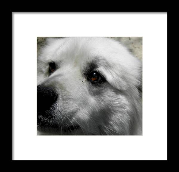 Great Pyrenees Framed Print featuring the photograph Loving eyes and Face by Kim Galluzzo Wozniak