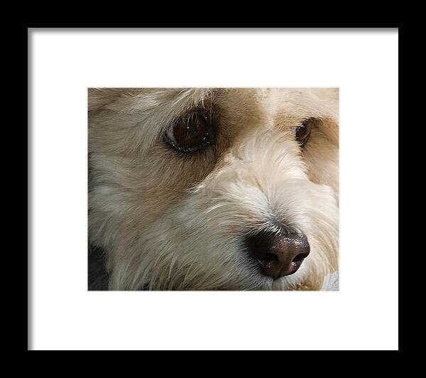 Dog Face Framed Print featuring the photograph Lucy by Sarah McKoy