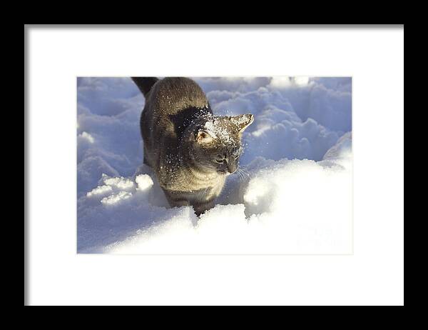 Landscape Framed Print featuring the photograph Lulu Loves Snow by Donna L Munro