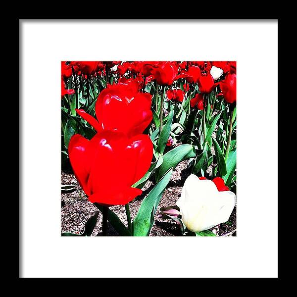 Aprilphotoaday Framed Print featuring the photograph Lunch Break Walk Through The #park by Micaela Dinger