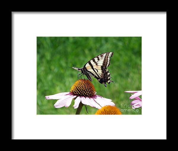 Butterflies Framed Print featuring the photograph Lunch Time by Dorrene BrownButterfield
