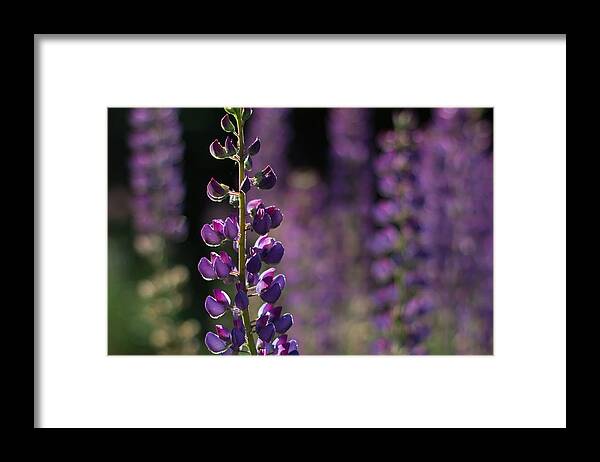 Canada Framed Print featuring the photograph Lupines by Jakub Sisak