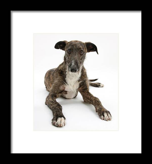 Dog Framed Print featuring the photograph Lurcher Dog by Mark Taylor