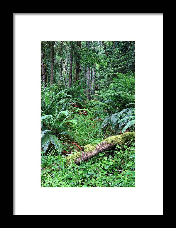 Olympic Framed Print featuring the photograph Lush rain forest in Olympic National park by Pierre Leclerc Photography