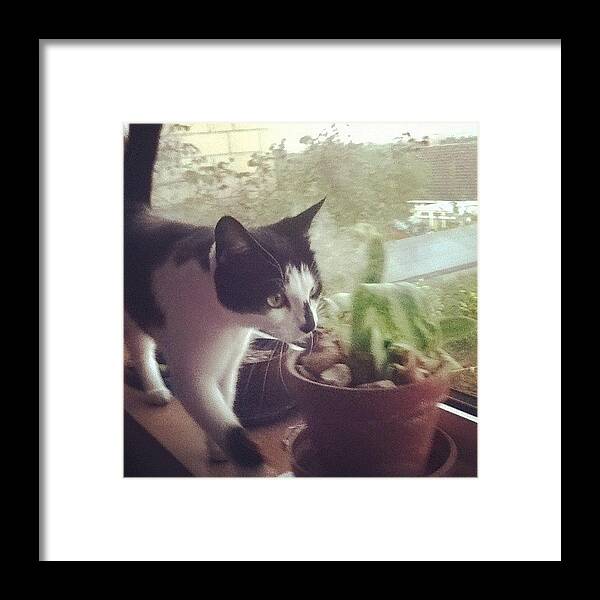 Petstagram Framed Print featuring the photograph Ma Baby Xxx #cat #cats by Megan Watts