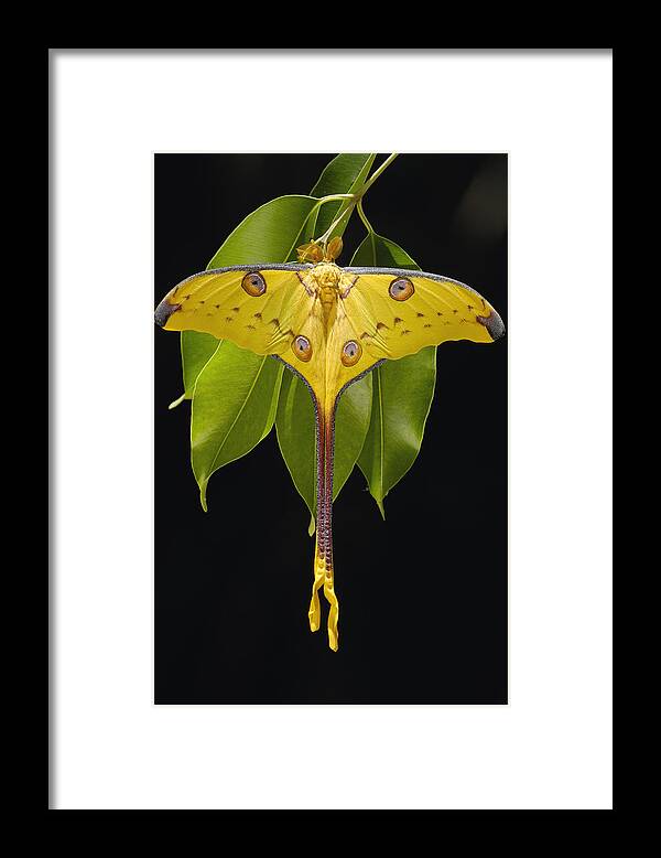 Mp Framed Print featuring the photograph Madagascar Moon Moth Argema Mittrei by Pete Oxford