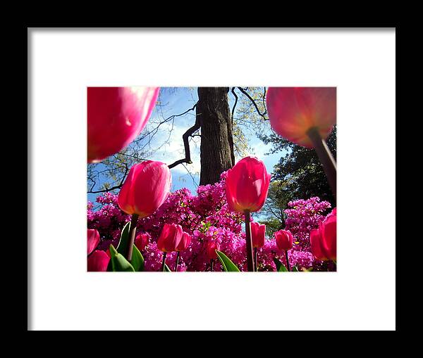 Tulips Framed Print featuring the photograph Maestro Tree Conducts The Flower Orchestra by Don Struke