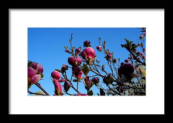 Magnolia Framed Print featuring the photograph Magnolia Blloming by Tatyana Searcy
