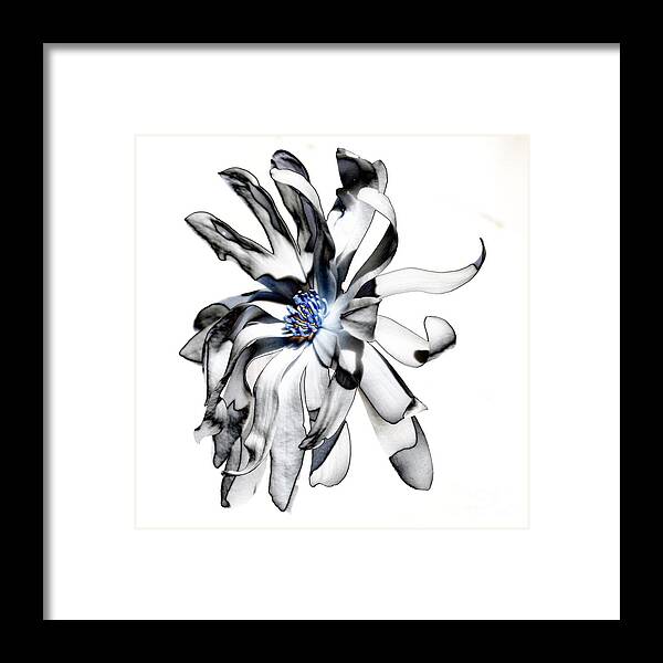 Magnolia Framed Print featuring the photograph Magnolia Bloom by Mark McReynolds