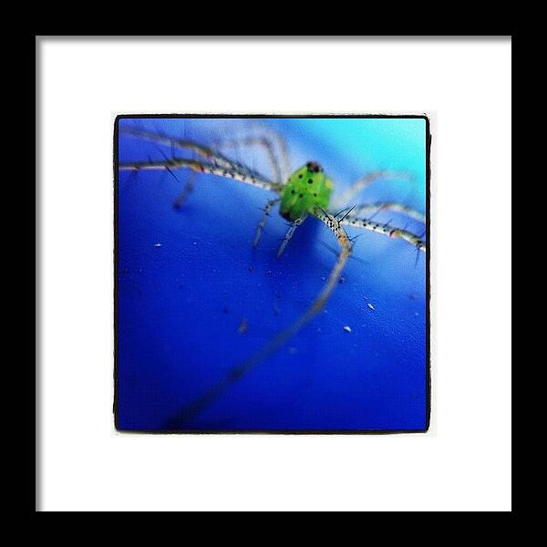 Rcspics Framed Print featuring the photograph Magnolia Green Jumper by Dave Edens
