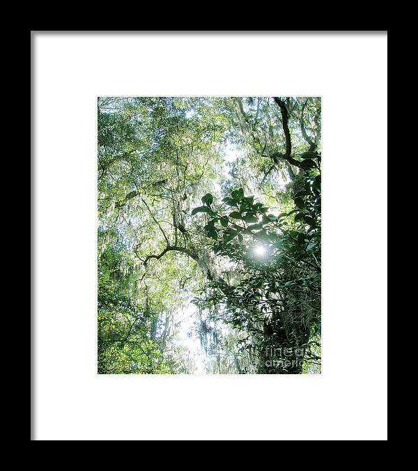 Swamp Framed Print featuring the digital art Magnolia Plantation SC by Lizi Beard-Ward